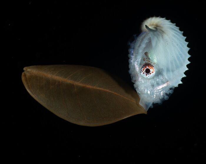 Bioluminescent deep-sea creature resembling a leaf floating in dark water, featured in nature photography contest images.