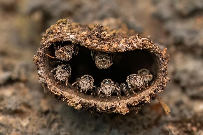 Close-up of bees peeking out from a natural hive, one of the impressive images from the 2025 nature photography contest.