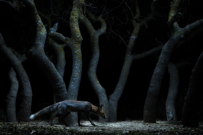 Fox walking through twisted trees at night, a striking example from the 2025 nature infocus photography contest.