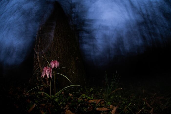Close-up of nature with pink bell-shaped flowers in dark forest, showcasing impressive images from 2025 nature photography contest.