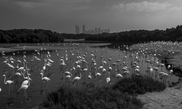 A large group of flamingos wading in a wetland with city skyline in the background nature photography contest.
