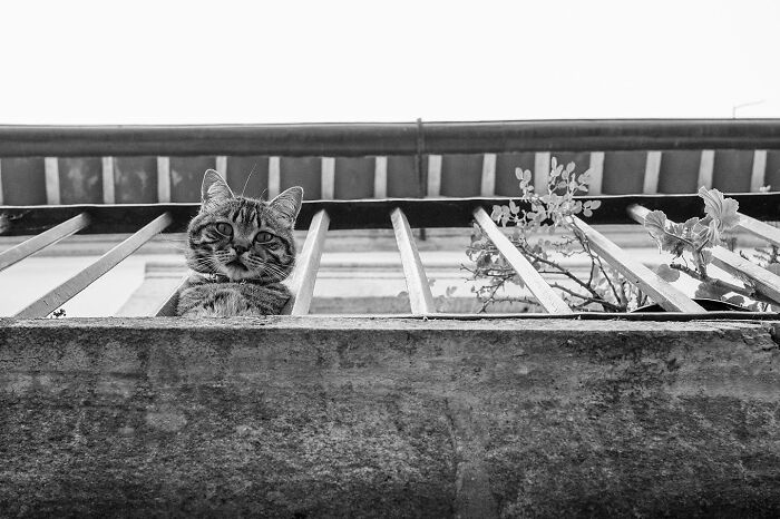 Tabby cat resting on a street balcony railing, capturing the marvels of daily life in a simple street moment.