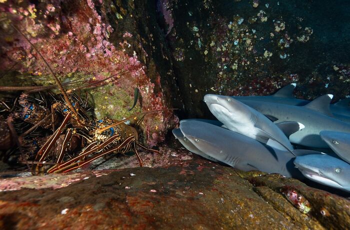 Underwater scene showing a group of sharks and lobsters in a rocky coral habitat, nature photography contest entry.
