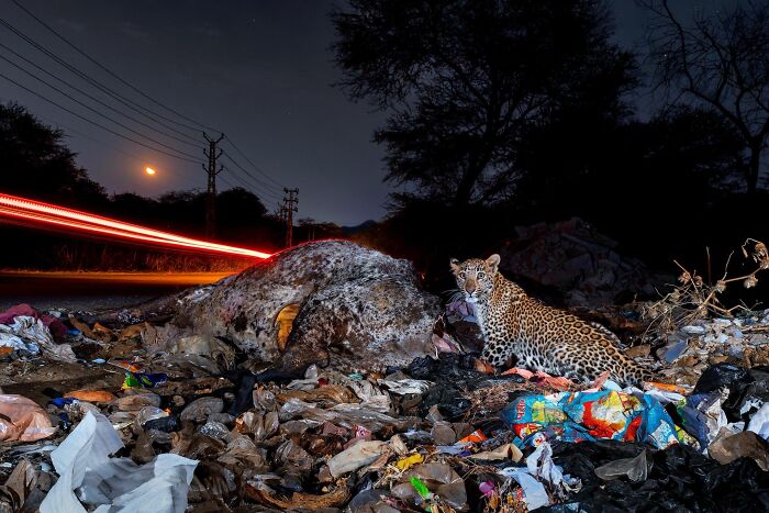 Leopard resting beside a carcass amid trash at night, showcasing striking wildlife in nature photography contest.