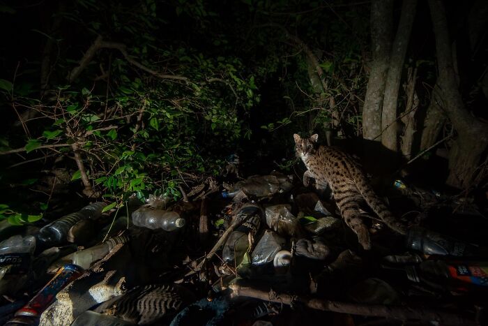 A wildcat in a dark forest surrounded by trash, highlighting the impact of pollution in nature photography contest images.