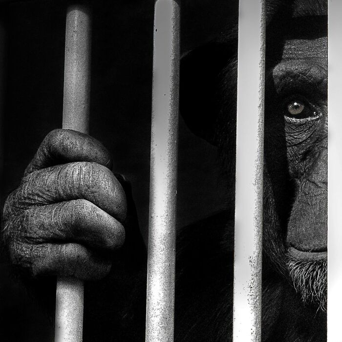Close-up black and white image of a primate gripping bars, featured in the 2025 nature photography contest inFocus.