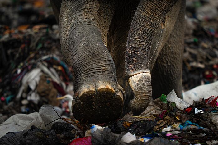 Close-up of an elephant's feet stepping through debris in a striking nature photography contest image.