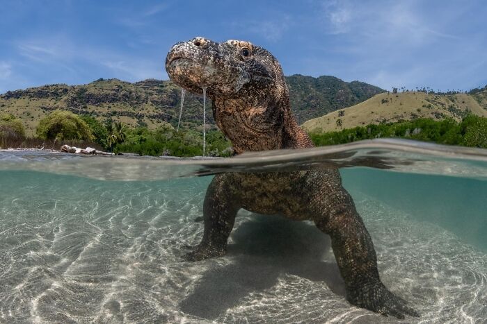 Komodo dragon half-submerged in clear water with hills and blue sky in the background, nature photography contest entry.