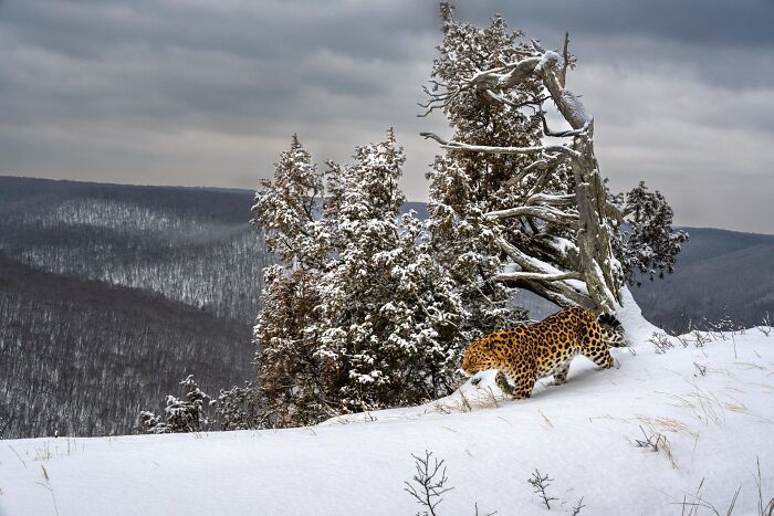 Leopard walking through snowy landscape with snow-covered trees, captured in impressive nature photography contest images.