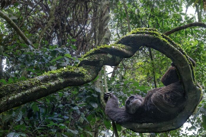 Gorilla hanging from twisted moss-covered branch in dense forest captured in nature photography contest 2025.