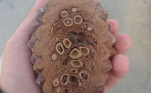 50 Interesting Pictures Showing The Insides Of Things We Rarely See (New Pics)