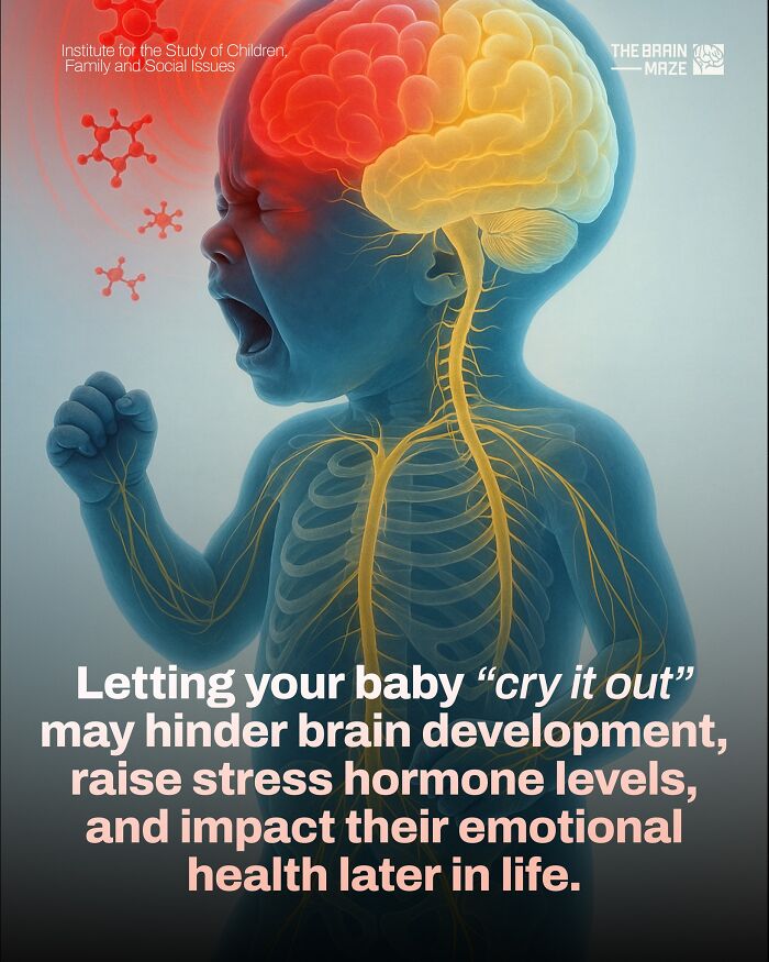 Illustration of baby’s brain and nervous system showing stress impact, highlighting facts about the human body and brain development.