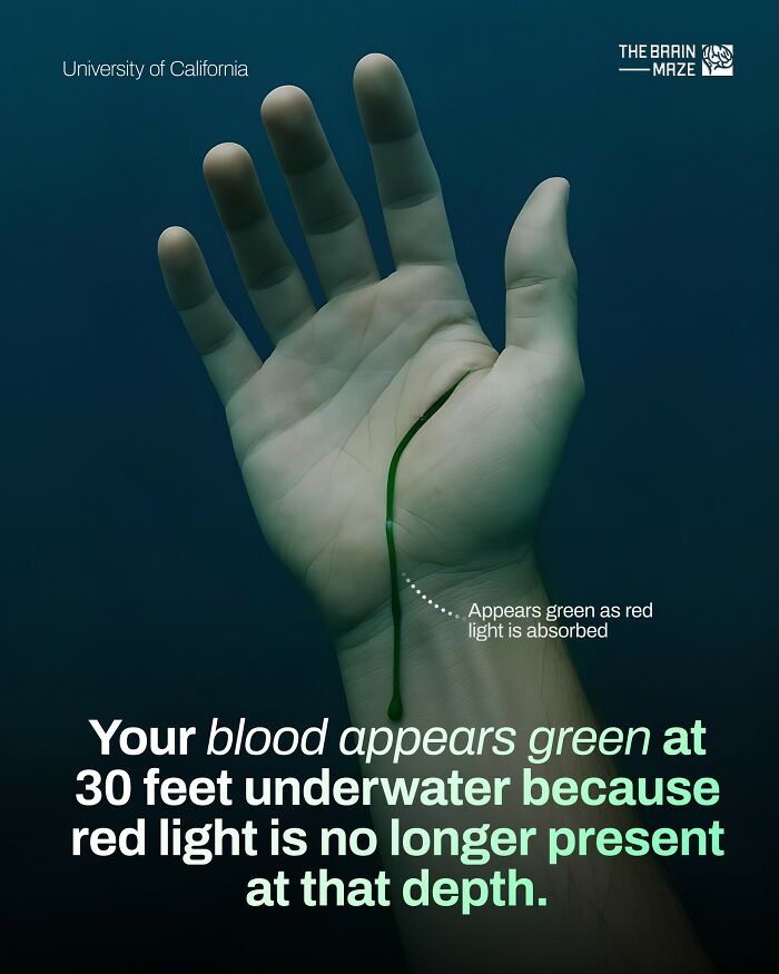 Hand illustration showing how blood appears green underwater due to light absorption, highlighting human body facts.