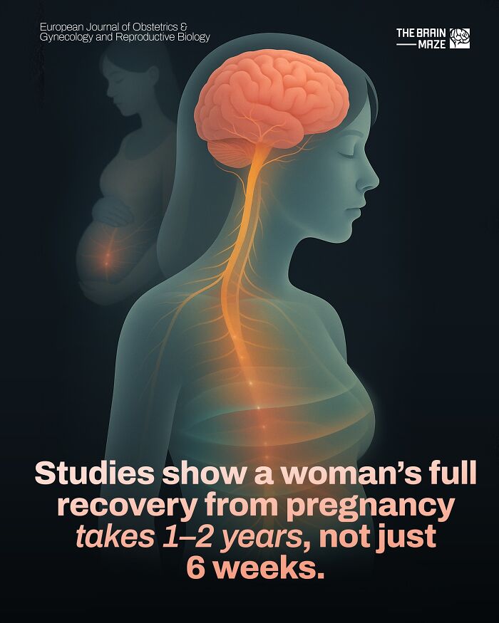 Illustration of female nervous system and brain highlighting recovery time after pregnancy with human body facts concept.