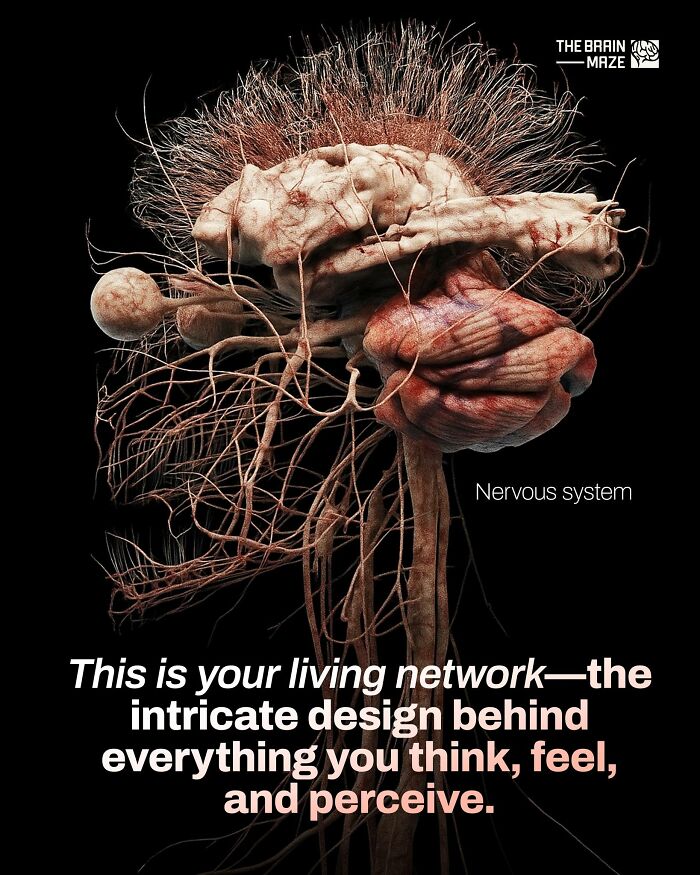 3D illustration of the human nervous system showing the intricate design of the human body’s living network.