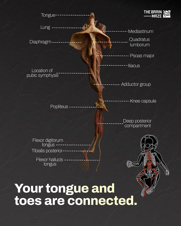 Diagram showing connection between tongue and toes muscles with labeled human body parts, illustrating human body facts.