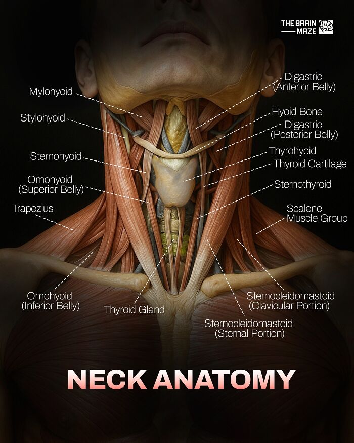 Detailed neck anatomy illustration highlighting muscles and glands, part of incredible human body facts for learning.