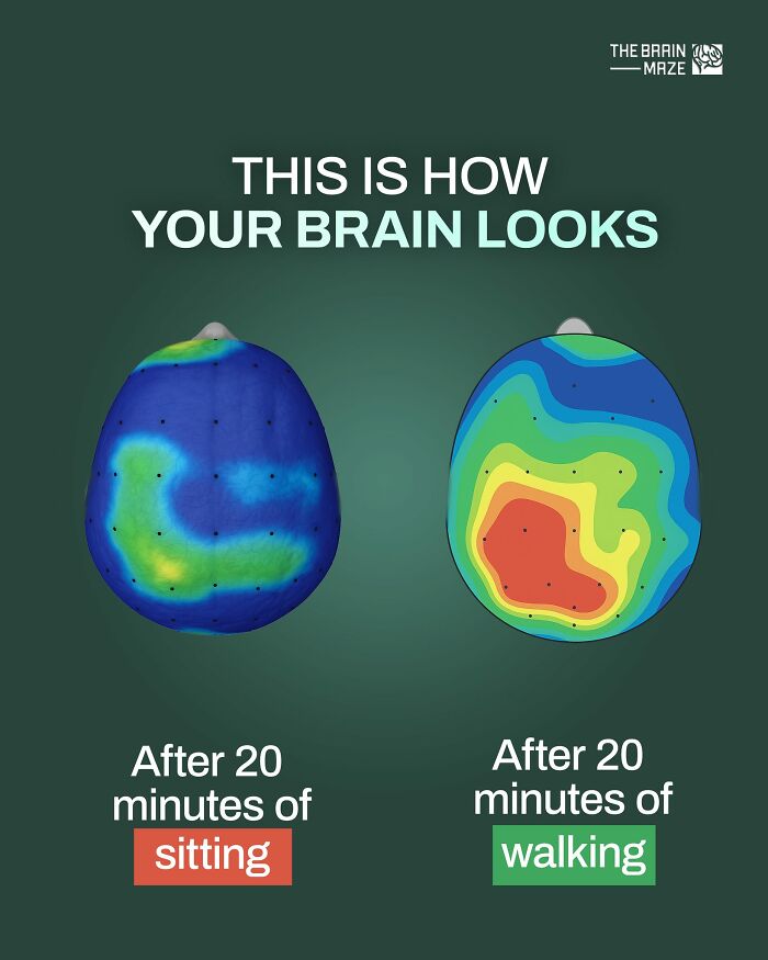 Brain activity heatmaps showing differences after 20 minutes of sitting versus walking, illustrating human body facts.