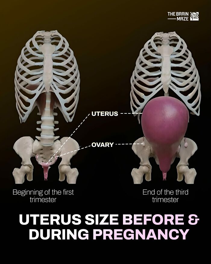 Comparison of uterus size before and during pregnancy showing changes in the human body for incredible facts.