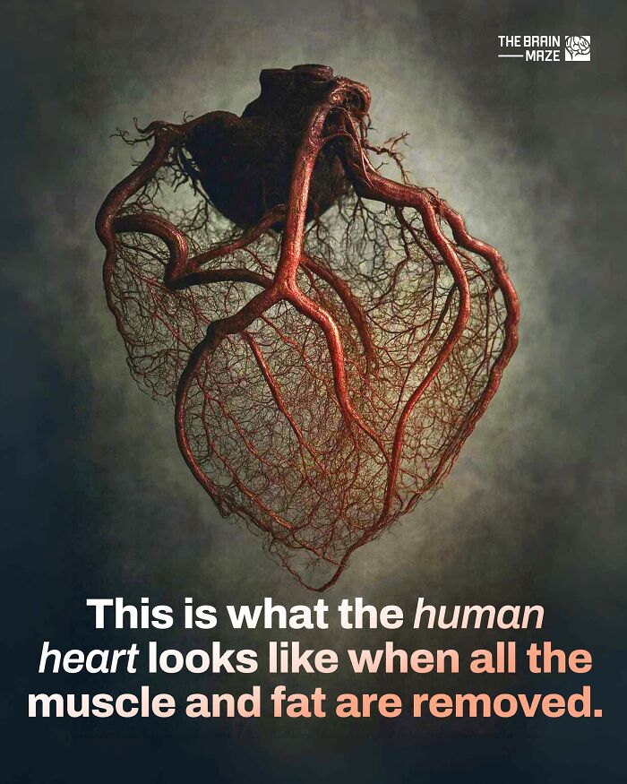Detailed view of the human heart's intricate blood vessels with muscle and fat removed, showing incredible human body facts.