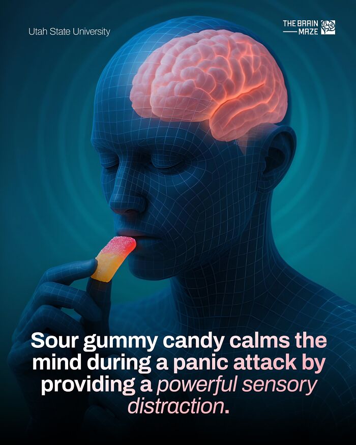 Human body fact showing sour gummy candy calming the mind during a panic attack with sensory distraction illustration.