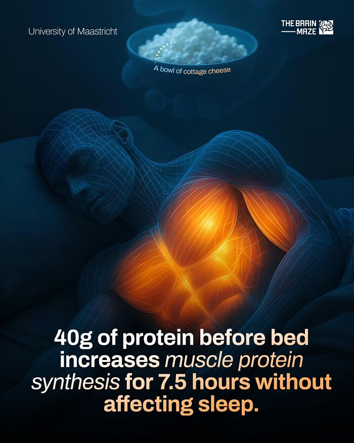 Visualization of muscle protein synthesis in the human body showing effects of protein intake before sleep for muscle growth.