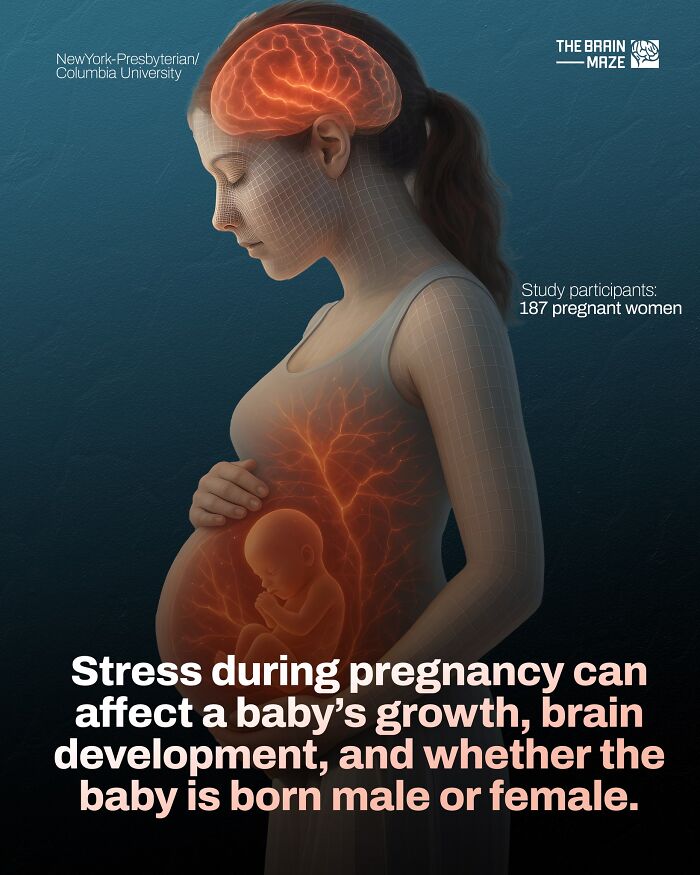 Pregnant woman with highlighted brain and fetus, illustrating how stress impacts baby growth and brain development in the human body.
