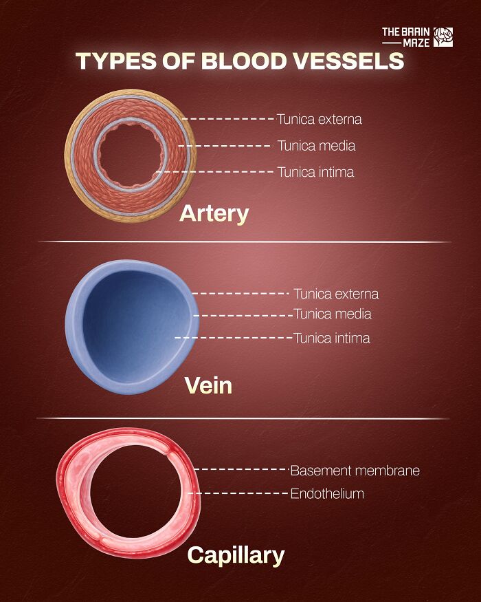 Cross-sectional illustration of artery, vein, and capillary layers highlighting human body blood vessel structure facts.