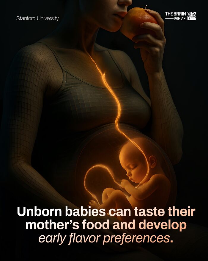 Pregnant woman with glowing fetus inside, illustrating incredible facts about the human body and early flavor development.