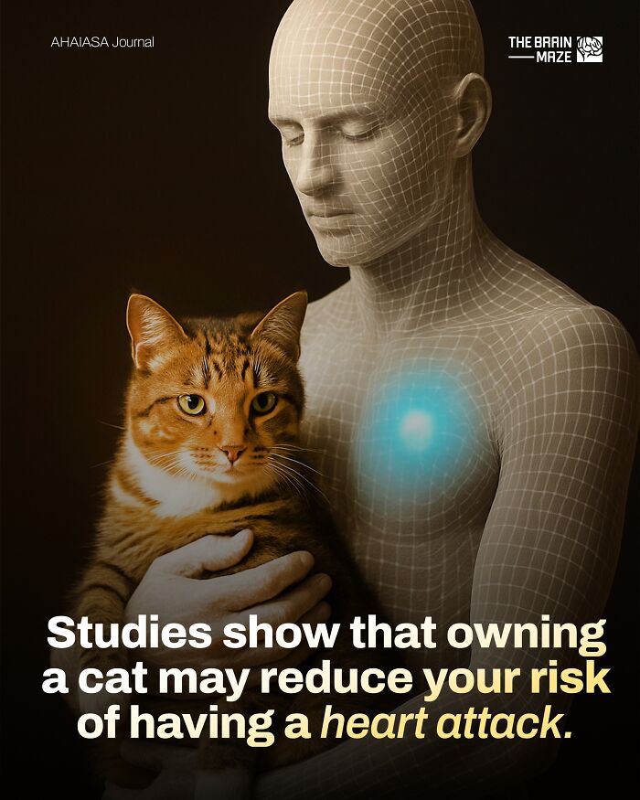 Human body illustration with glowing heart holding an orange tabby cat, highlighting heart attack risk reduction facts.