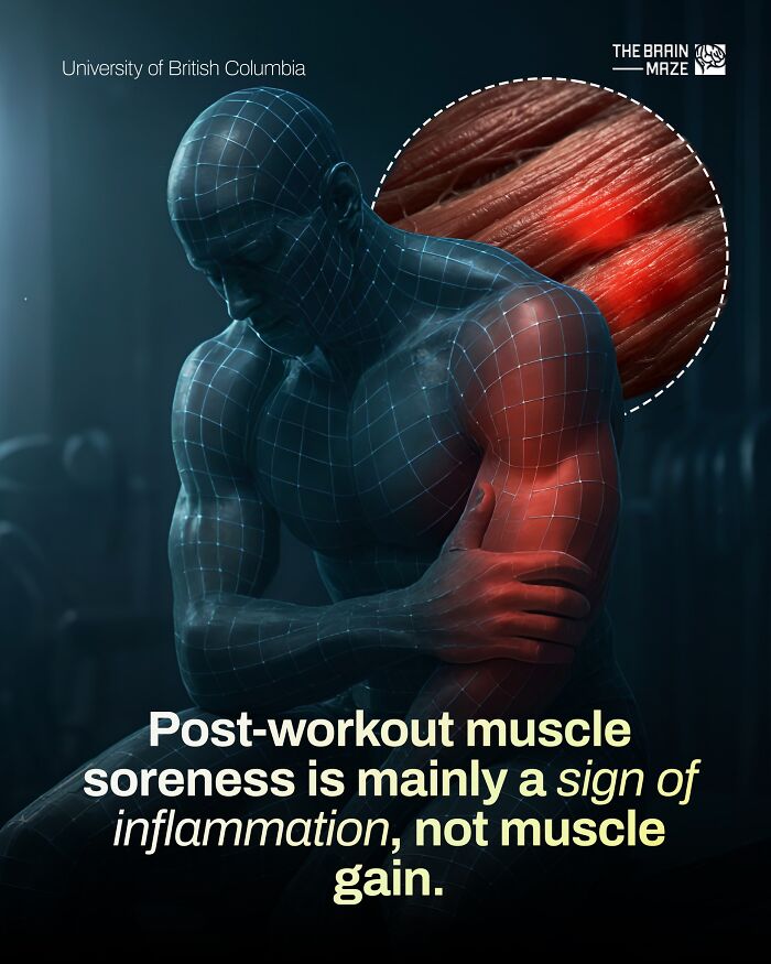 3D illustration of human body muscle soreness with inflammation details highlighting facts about the human body.