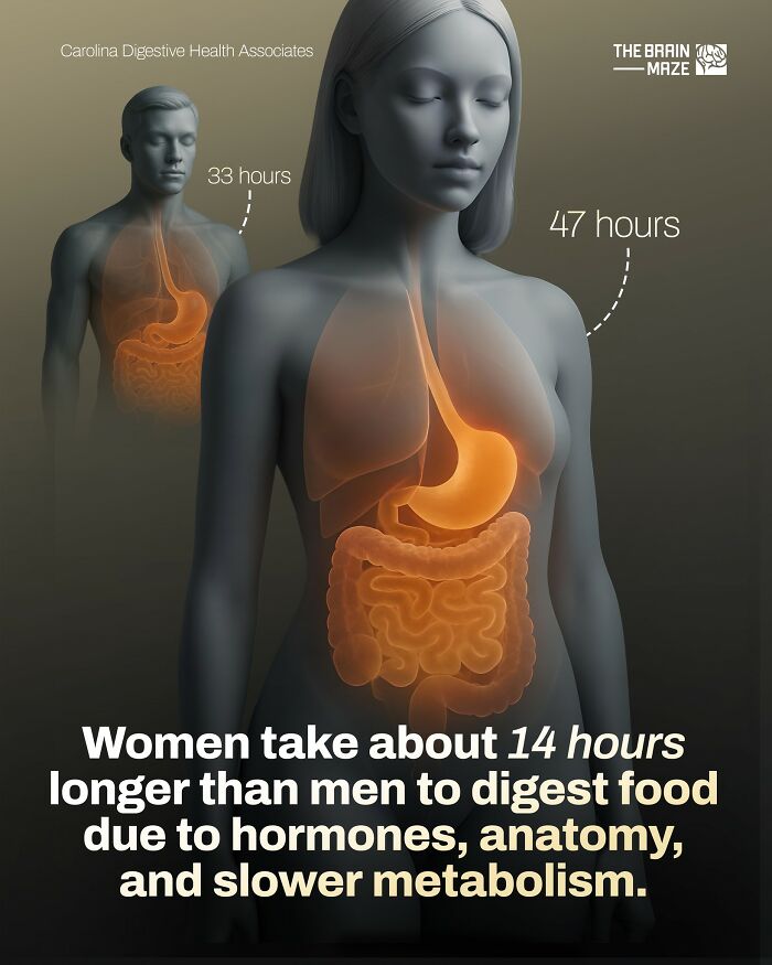 Illustration showing women take longer than men to digest food due to hormones, anatomy, and slower metabolism in the human body.