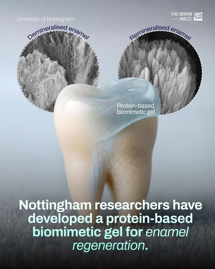 Tooth enamel regeneration using protein-based biomimetic gel, showcasing incredible human body facts about dental health.