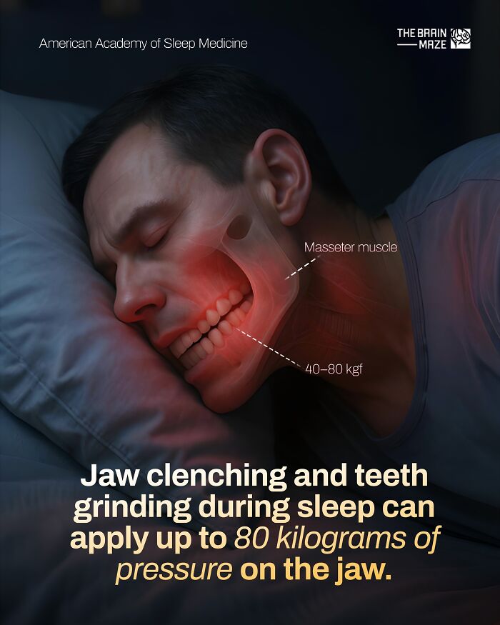 Man sleeping with jaw clenching highlighted, showing masseter muscle and pressure on the jaw in human body facts illustration.