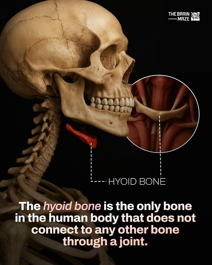 Hyoid bone highlighted in a human skeleton, showing unique anatomy fact about the human body not taught in school.