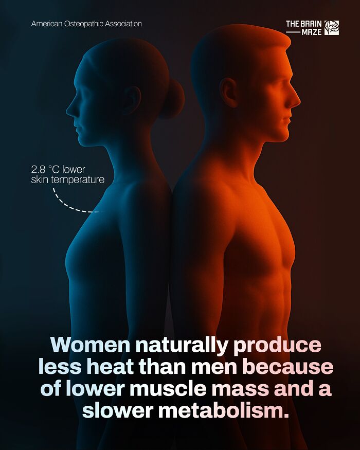 Side view of male and female body models showing skin temperature difference related to muscle mass and metabolism facts about the human body.