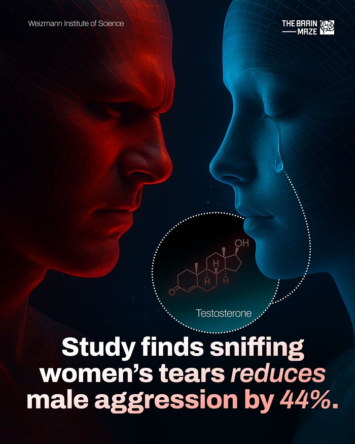 Red and blue human faces with a focus on testosterone, showing how women’s tears reduce male aggression by 44%.