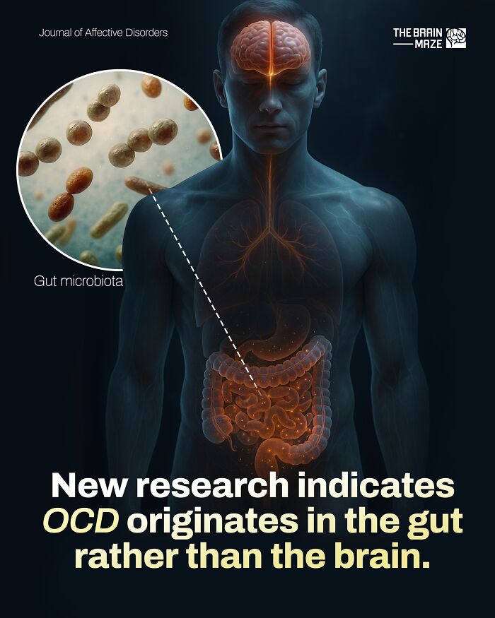 Human body illustration highlighting gut microbiota linked to OCD, showing connection between gut and brain functions.