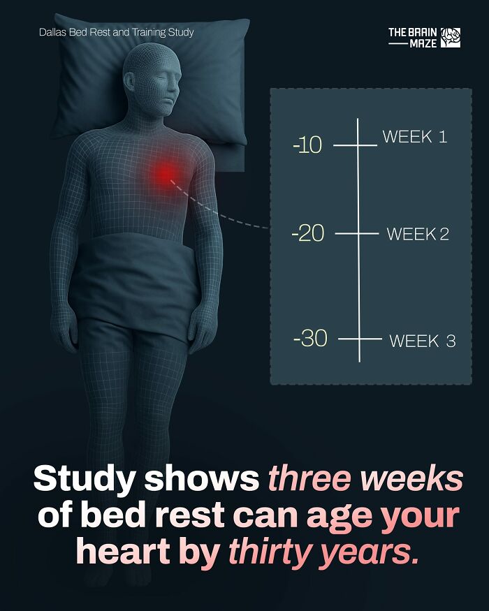 3D human body model in bed with heart highlighted, illustrating how bed rest ages the heart in human body facts study.