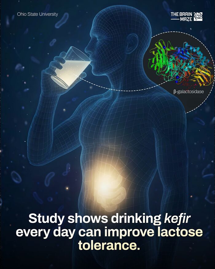 Graphic of a human body drinking kefir showing improved lactose tolerance with highlighted digestive system and enzyme structure.