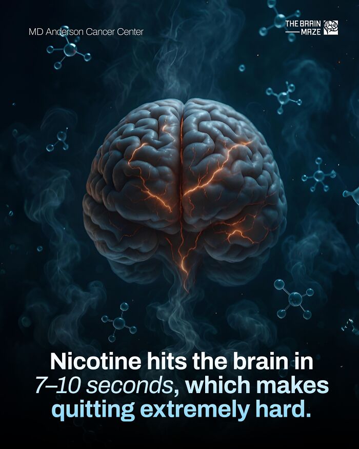 3D illustration of a human brain with glowing neural pathways showing nicotine’s fast effect on the brain and body facts.