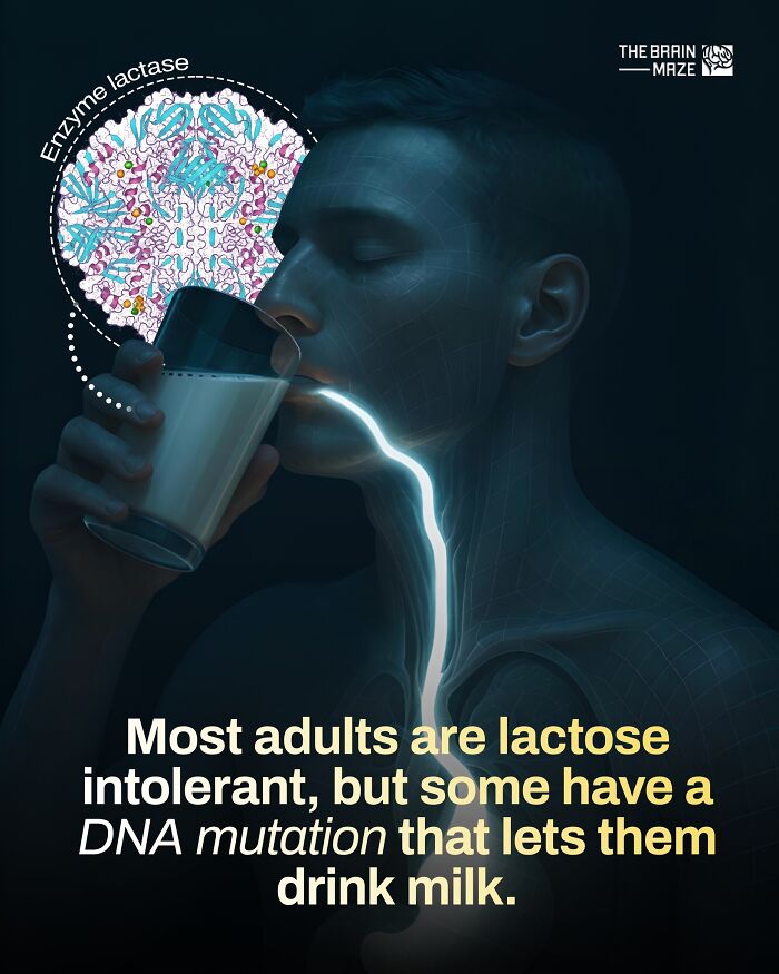 Man drinking milk illustrating lactose intolerance and DNA mutation with enzyme lactase, human body facts and biology concept.