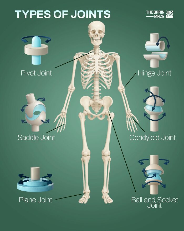 Diagram showing types of joints in the human body including pivot, hinge, saddle, condyloid, plane, and ball and socket joints.