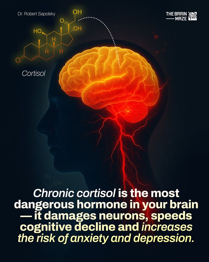 Human brain illustration showing cortisol hormone impact on neurons, anxiety, and cognitive decline in the human body.
