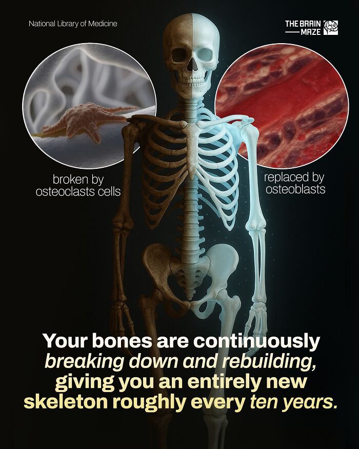 Human body skeleton showing bone breakdown by osteoclasts and rebuilding by osteoblasts in a continuous cycle.