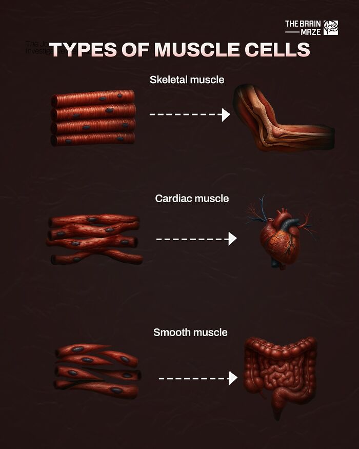 Illustration of types of muscle cells including skeletal, cardiac, and smooth muscles in the human body.