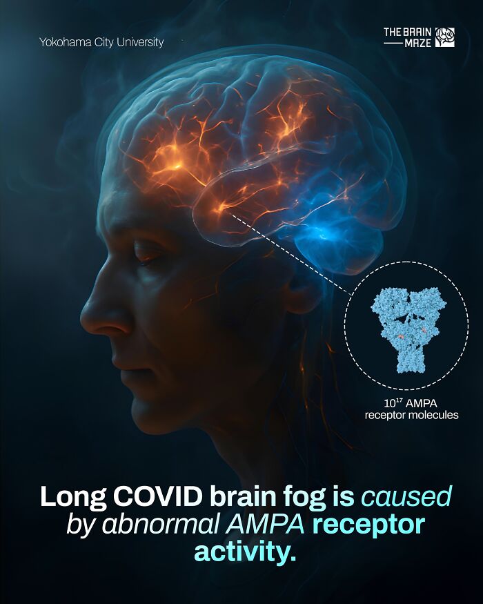 Human brain illustration showing abnormal AMPA receptor activity linked to long COVID brain fog, highlighting human body facts.