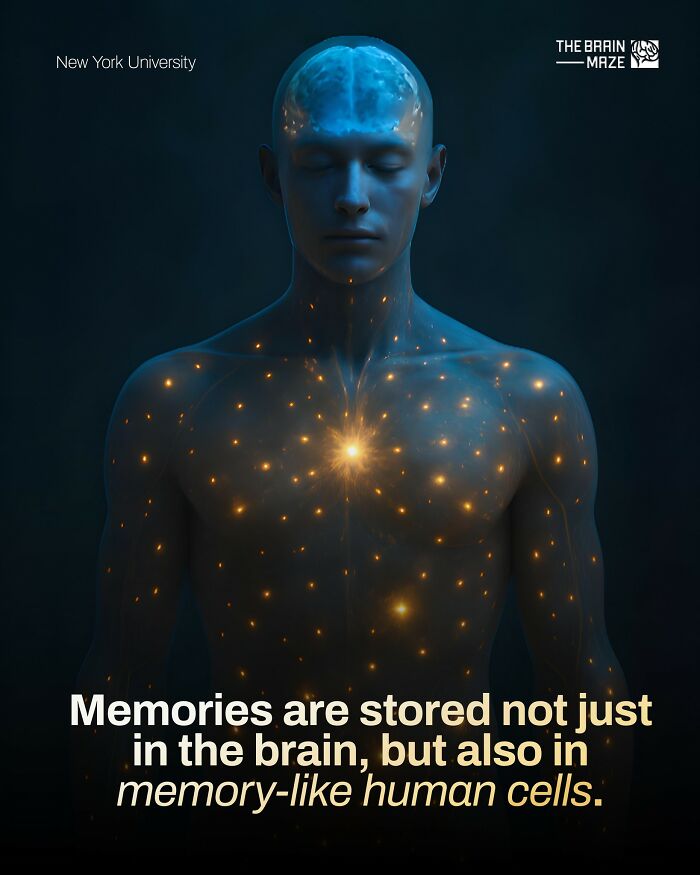 Human body glowing with points of light symbolizing memory-like human cells storing memories beyond the brain.