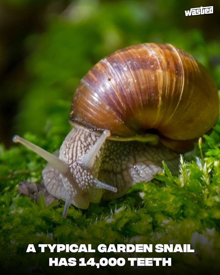 Close-up of a garden snail on green moss illustrating fun facts seen by 18.2M people learning new things.