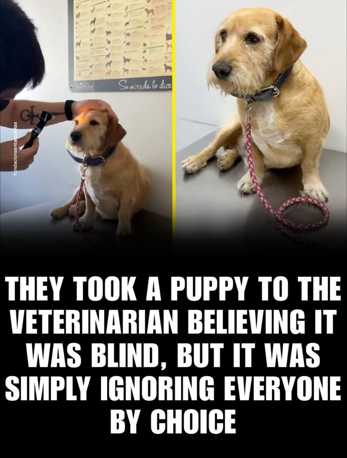 Dog at the veterinarian being examined, featured on an IG page sharing daily facts and interesting stories.